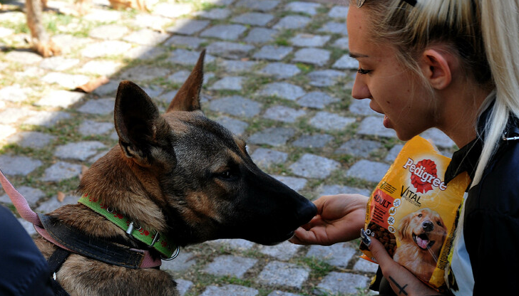 Русе е сред областите с най-високи нива на осиновяване през
