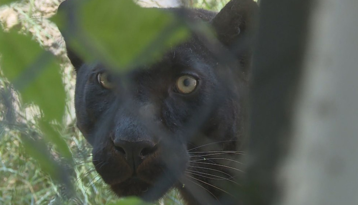 Случаят с шуменската пантера разкрива по-голям проблем с незаконното отглеждане