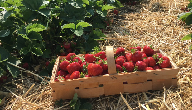 Експерти споделят как да удвоите добива от ягодовите насажденияЯгодите са