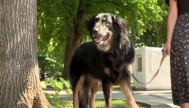 Глоби до 100 лева грозят нарушителите, които не разхождат домашните