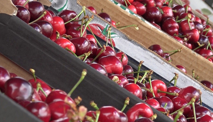 По пазарите ги продават по 10 леваЗаради почти нулева реколта