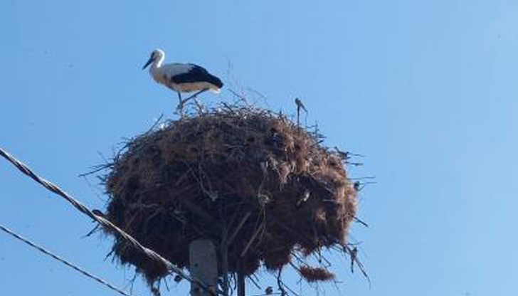 Жители подадоха сигнал към РИОСВ-Русе за бедстващата птицаСлужители на Електроразпределение