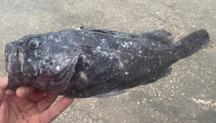 Предполага се, че редкият вид е резултат от климатичните промени