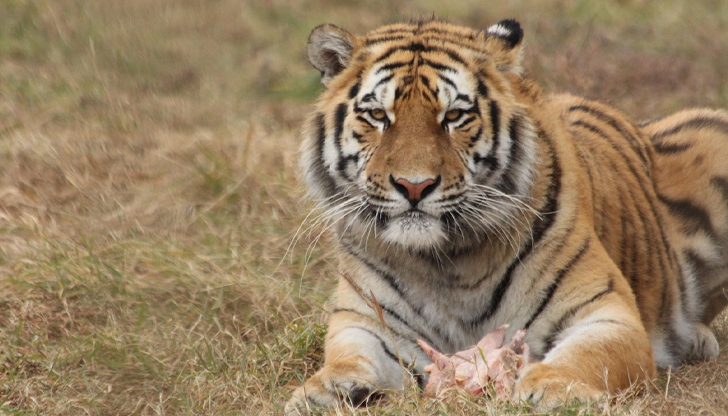 МОСВ призна, че митническите проверки по границите с ЕС липсват