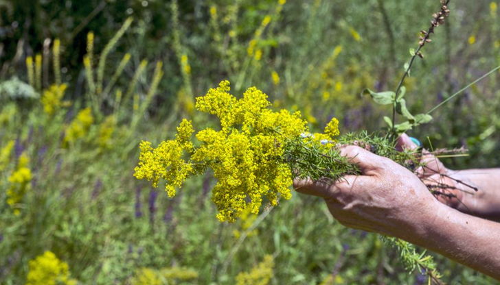 Празникът съвпада с лятното слънцестоене и има корени в древните