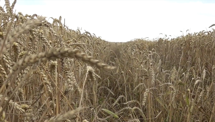 Милен Коев от Дунавско зърно: Засега не можем да предвидим