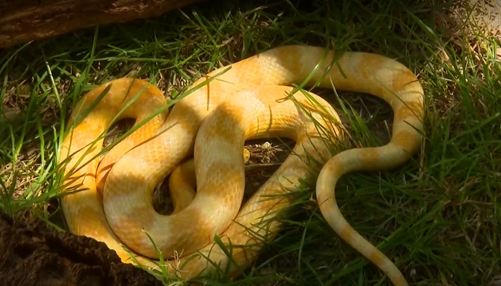 Змията, която не се среща по нашите ширини, вече е