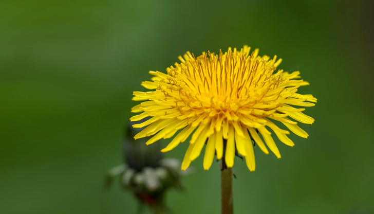 Научни изследвания показват обещаващи резултатиГлухарчето (Taraxacum officinale) от семейство Asteraceae