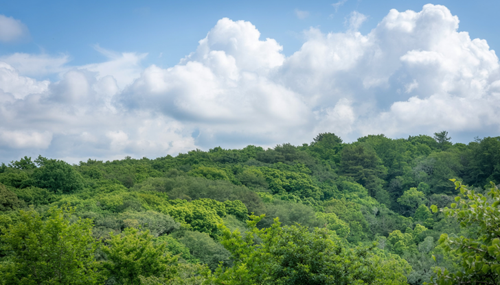 Лесовъдите от Държавно ловно стопанство Дунав и ДГС Бяла създадоха