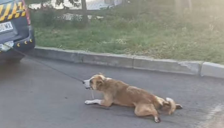 Тялото на животното е било в колата на брата на