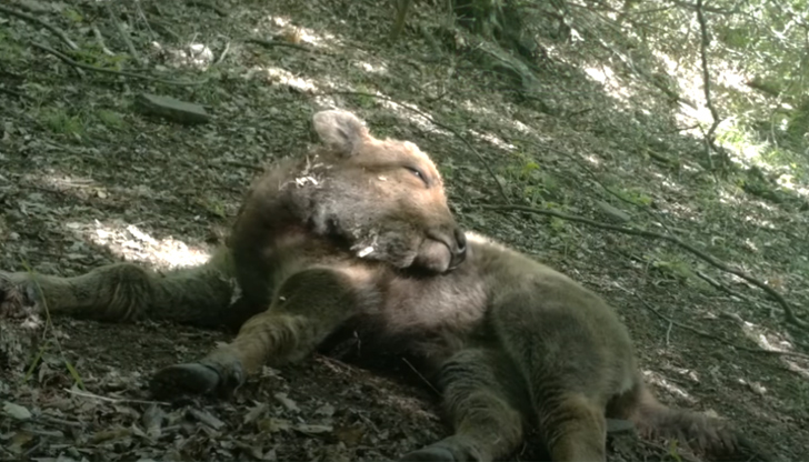 Стадото край язовир Студен кладенец вече наброява 22 животниПрез последните