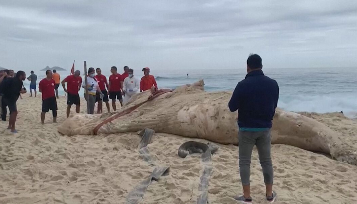 Животното е било намерено от ранни посетители на плажа Бара