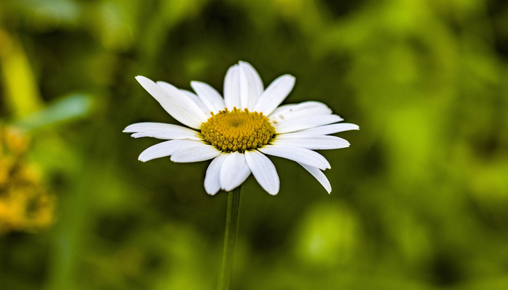 Русе и Видин с най-високи стойности в страната, морската вода