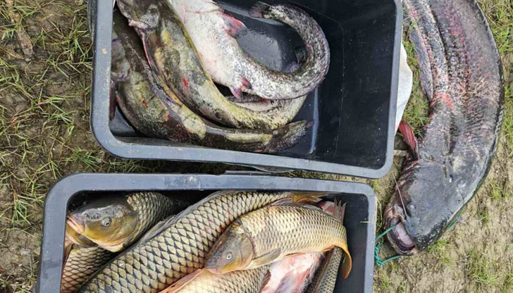 Уловената риба от видовете сом, шаран и толстолоб е върната