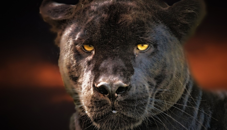 Шофьор е съобщил на 112, че е видял животното на