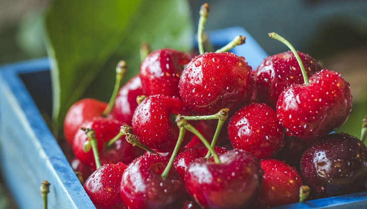 В Русенско реколтата от череши е унищоженаЗаоблени цени от 25