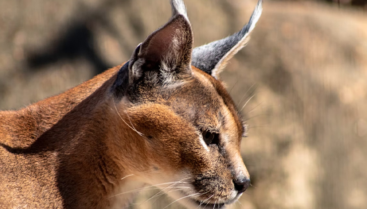Търговци с офиси в Европа предлагат правни документи за дивите