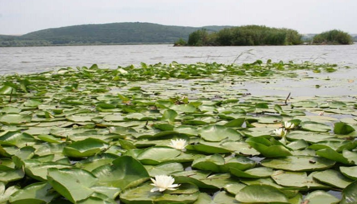 Експерти на РИОСВ – Русе с учени от БАН ще