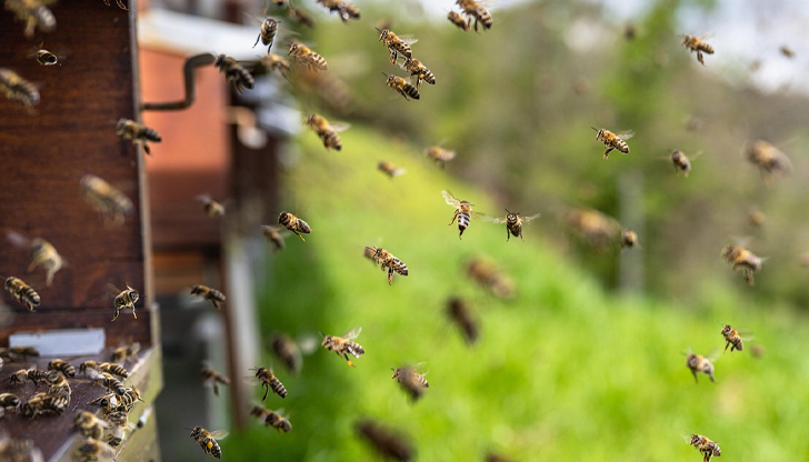 Адреналинът спасява при ужилване, но писалките-спринцовки липсват в БългарияАдреналинът е