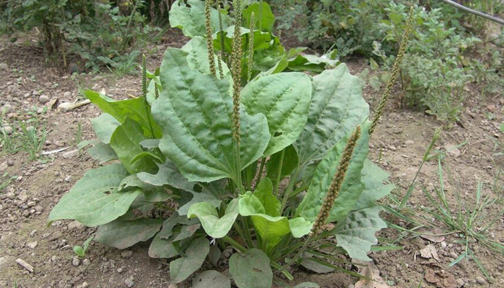 Учени установиха способност на билката да се бори с белодробен