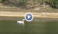 Лебед се появи във водите на река Дунав