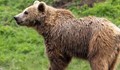 Румъния затяга контрола върху туристите, които хранят мечки