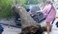 Огромно дърво падна върху автомобил в центъра на Благоевград