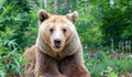 Мечка излезе от пещерата си в зоопарка в Плевен и се разходи по алеите