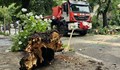 Пожарникари премахнаха паднало дърво на улица "Св. Димитър Басарбовски"