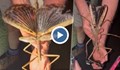 Откриха нов вид огромно пръчковидно насекомо