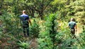 Гранична полиция разкри 6 ниви с канабис в планината Огражден