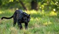 Черният леопард е забелязан отново в Шуменското плато