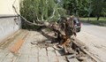 Поривист вятър повали дървета и клони в София