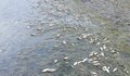 Хиляди мъртви риби покриха брегът на язовир "Копринка"