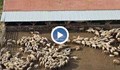 Унищожават 1000 овце заради дребна шарка