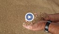 Зърнопроизводители искат с 30% по-висока изкупна цена на пшеницата