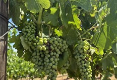 Стопаните отчитат най малко болести от години благодарение на горещото лятоЛозари