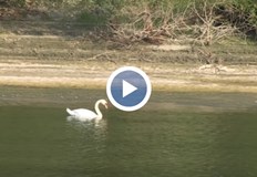 Птицата е забелязана в района на остров ЛюлякаЛебед се появи