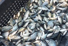 Доброволци и специалисти от ИАРА проведоха годишната акция край БургасДоброволци