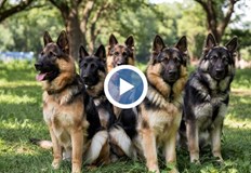 Същият собственик допуснал ново нападение в Лозенската планинаСобственикът на глутница