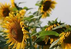 Междуведомствена работна група ще анализира щетите от сивия царевичен хоботникДържавата