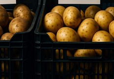 Реколта слаба санкции климатични бедствия и намалени субсидии – картофената