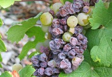 Сивото гниене се развива бързо при влажно време и атакува