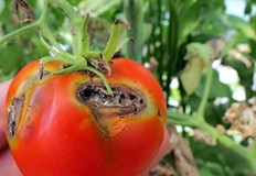 Вредителя се разпространява в цялата страна и заплашва селскостопанската продукцияДоматеният