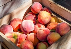 Сочните плодове са богати на фибри и витамини които подпомагат