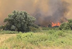 Земни костенурки лалугери и дори лисичета загиват при огнените стихии