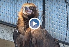 Застрашената птица се е отклонила от естественото си местообитание и