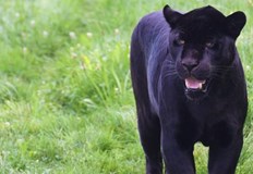 Властите засилват мерките заради новия сигнал за черния леопард и