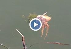 Миризливи бели и лигави – мистериозни създания шокират русенциНеобичайно явление