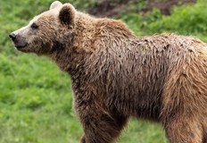 Румъния обяви нови мерки след смъртта на италианския моторист на